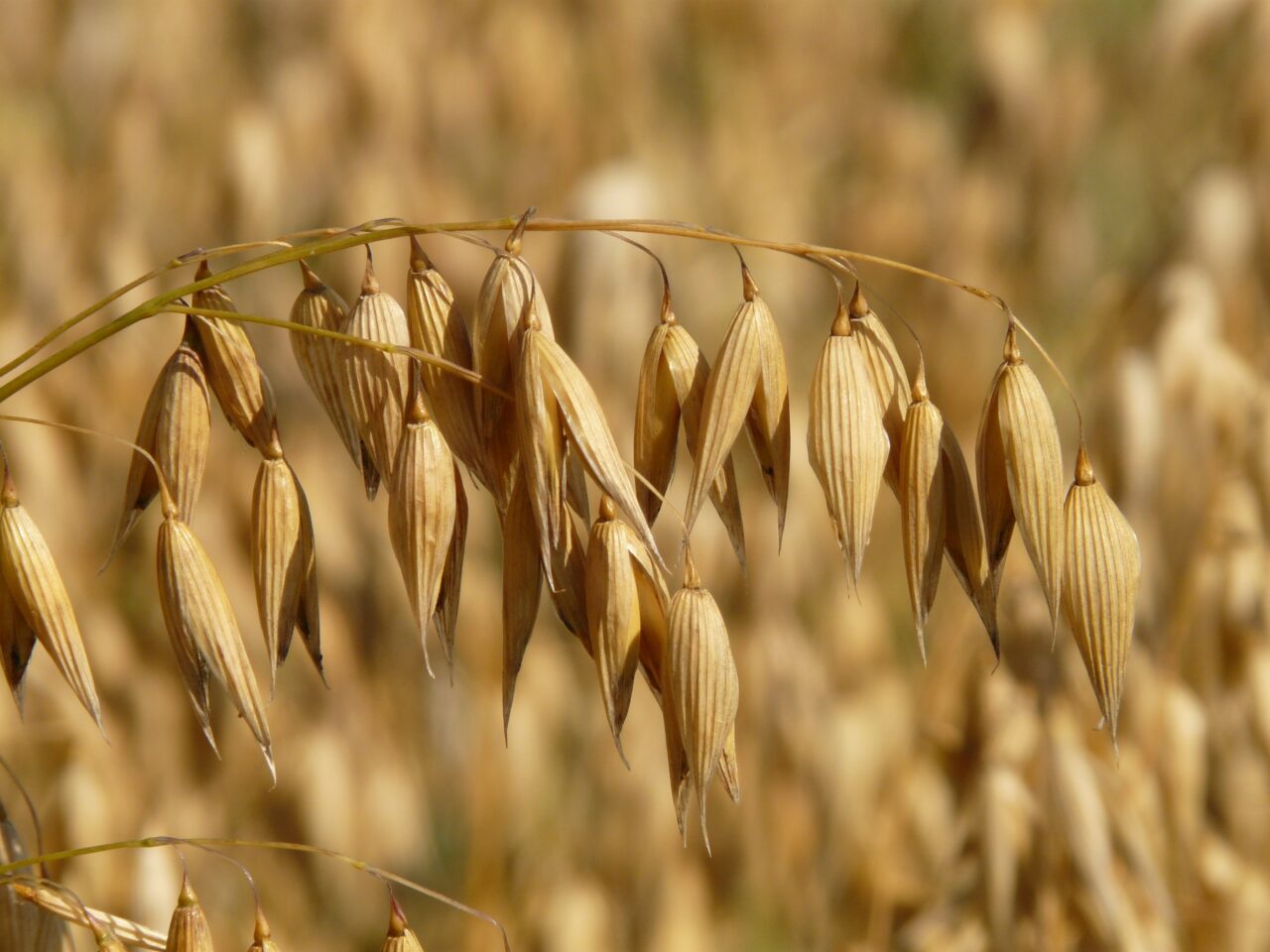 Oat field