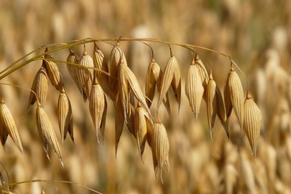 Oat field